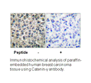 Product image for Catenin-&gamma; Antibody