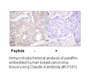 Product image for Claudin 4 Antibody