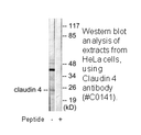 Product image for Claudin 4 Antibody