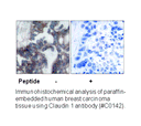 Product image for Claudin 1 Antibody