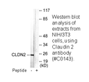 Product image for Claudin 2 Antibody