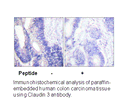 Product image for Claudin 3 Antibody