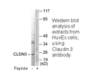 Product image for Claudin 3 Antibody