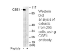 Product image for CSE1L Antibody
