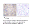 Product image for E-cadherin Antibody