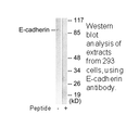 Product image for E-cadherin Antibody