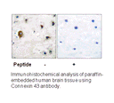 Product image for Connexin 43 Antibody