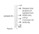 Product image for Connexin 43 Antibody