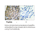 Product image for Cox2 Antibody
