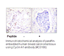 Product image for Cyclin A1 Antibody