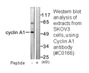 Product image for Cyclin A1 Antibody