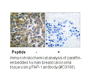 Product image for FAP-1 Antibody