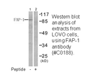 Product image for FAP-1 Antibody