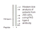 Product image for FAS ligand Antibody
