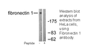 Product image for Fibronectin 1 Antibody