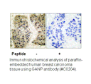 Product image for GANP Antibody