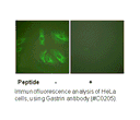 Product image for Gastrin Antibody