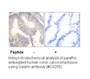 Product image for Gastrin Antibody