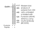 Product image for mGluR4 Antibody