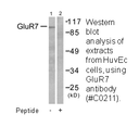 Product image for mGluR7 Antibody