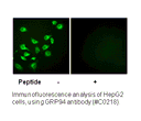 Product image for GRP94 Antibody