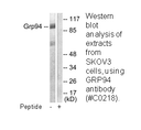 Product image for GRP94 Antibody