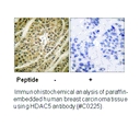 Product image for HDAC5 Antibody