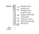 Product image for HDAC5 Antibody