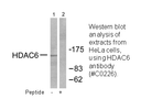 Product image for HDAC6 Antibody