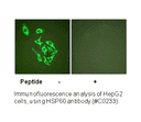 Product image for HSP60 Antibody