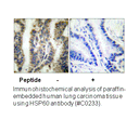 Product image for HSP60 Antibody