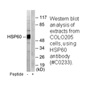 Product image for HSP60 Antibody