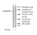 Product image for Involucrin Antibody