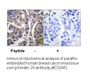 Product image for Keratin 20 Antibody