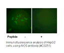 Product image for iNOS Antibody
