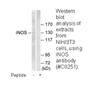 Product image for iNOS Antibody