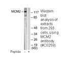 Product image for MCM2 Antibody