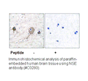 Product image for NSE Antibody
