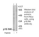 Product image for p16 INK Antibody