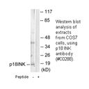 Product image for p18 INK Antibody
