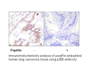 Product image for p300 Antibody