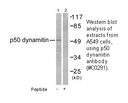 Product image for p50 Dynamitin Antibody