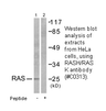 Product image for RASH/RASK Antibody