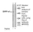 Product image for Sirp &alpha;1 Antibody