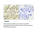 Product image for SKP1A/p19 Antibody