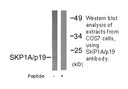 Product image for SKP1A/p19 Antibody