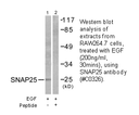 Product image for SNAP25 Antibody