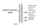Product image for Sodium Channel-pan Antibody