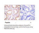 Product image for NEDD8 Antibody