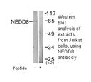 Product image for NEDD8 Antibody